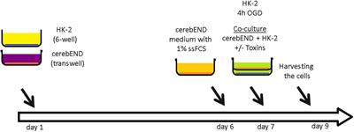 Kidney Ischemia/Reperfusion Injury Induces Changes in the Drug Transporter Expression at the Blood–Brain Barrier in vivo and in vitro